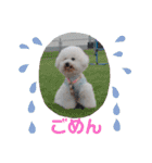 ビションのみんと♂♡チワワのくま♂も登場（個別スタンプ：12）