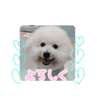 ビションのみんと♂♡チワワのくま♂も登場（個別スタンプ：14）