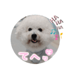 ビションのみんと♂♡チワワのくま♂も登場（個別スタンプ：16）