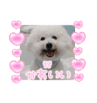 ビションのみんと♂♡チワワのくま♂も登場（個別スタンプ：18）