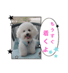 ビションのみんと♂♡チワワのくま♂も登場（個別スタンプ：21）