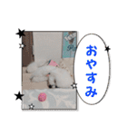 ビションのみんと♂♡チワワのくま♂も登場（個別スタンプ：22）