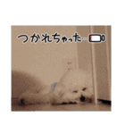 ビションのみんと♂♡チワワのくま♂も登場（個別スタンプ：23）