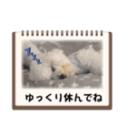 ビションのみんと♂♡チワワのくま♂も登場（個別スタンプ：24）