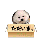 ビションのみんと♂♡チワワのくま♂も登場（個別スタンプ：25）
