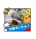 ビションのみんと♂♡チワワのくま♂も登場（個別スタンプ：27）