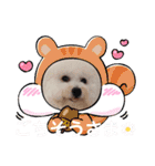 ビションのみんと♂♡チワワのくま♂も登場（個別スタンプ：28）