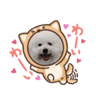 ビションのみんと♂♡チワワのくま♂も登場（個別スタンプ：30）