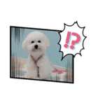 ビションのみんと♂♡チワワのくま♂も登場（個別スタンプ：31）
