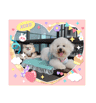 ビションのみんと♂♡チワワのくま♂も登場（個別スタンプ：34）