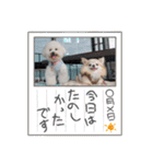 ビションのみんと♂♡チワワのくま♂も登場（個別スタンプ：36）