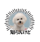 ビションのみんと♂♡チワワのくま♂も登場（個別スタンプ：37）