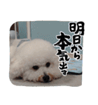 ビションのみんと♂♡チワワのくま♂も登場（個別スタンプ：38）