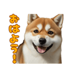 日常会話で柴犬！（個別スタンプ：1）