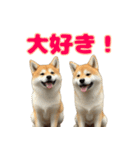 日常会話で柴犬！（個別スタンプ：10）