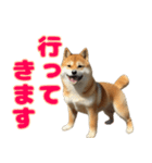 日常会話で柴犬！（個別スタンプ：11）