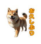 日常会話で柴犬！（個別スタンプ：15）