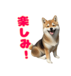 日常会話で柴犬！（個別スタンプ：16）