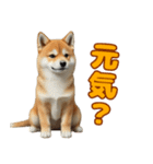 日常会話で柴犬！（個別スタンプ：24）