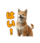 日常会話で柴犬！（個別スタンプ：25）