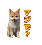 日常会話で柴犬！（個別スタンプ：34）