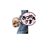 猫大集合①(あむ・きなこ・子猫2匹)（個別スタンプ：5）