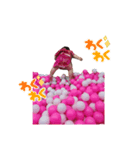 toatoa⑨（個別スタンプ：1）