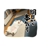 もこのすたんぷだよ（個別スタンプ：4）