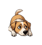 色々な感情の犬（個別スタンプ：1）