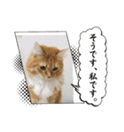 Norwegian Forest Cat Mill（個別スタンプ：3）