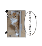 Norwegian Forest Cat Mill（個別スタンプ：10）