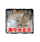 Norwegian Forest Cat Mill（個別スタンプ：21）