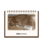 Norwegian Forest Cat Mill（個別スタンプ：22）