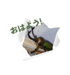 昆虫スタンプbyクワガタ（個別スタンプ：1）
