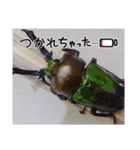昆虫スタンプbyクワガタ（個別スタンプ：6）