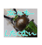 昆虫スタンプbyクワガタ（個別スタンプ：7）