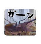 昆虫スタンプbyクワガタ（個別スタンプ：9）