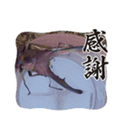 昆虫スタンプbyクワガタ（個別スタンプ：13）