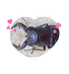 昆虫スタンプbyクワガタ（個別スタンプ：20）