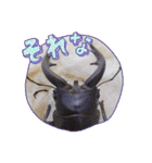 昆虫スタンプbyクワガタ（個別スタンプ：22）