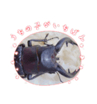 昆虫スタンプbyクワガタ（個別スタンプ：24）
