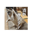 猫、酒、カロリー。（個別スタンプ：1）