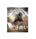 猫、酒、カロリー。（個別スタンプ：2）