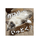 猫、酒、カロリー。（個別スタンプ：3）