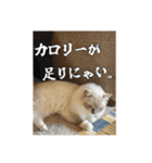 猫、酒、カロリー。（個別スタンプ：4）