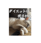 猫、酒、カロリー。（個別スタンプ：5）