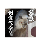 猫、酒、カロリー。（個別スタンプ：6）