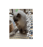 猫、酒、カロリー。（個別スタンプ：7）
