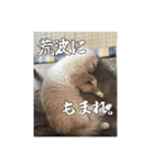 猫、酒、カロリー。（個別スタンプ：8）
