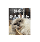 猫、酒、カロリー。（個別スタンプ：9）